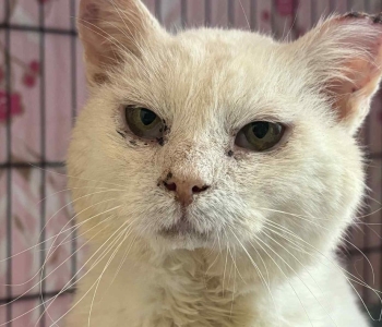 Tee ääres inimestelt abi palunud kass Madis seisab silmitsi mitme tervisehädaga